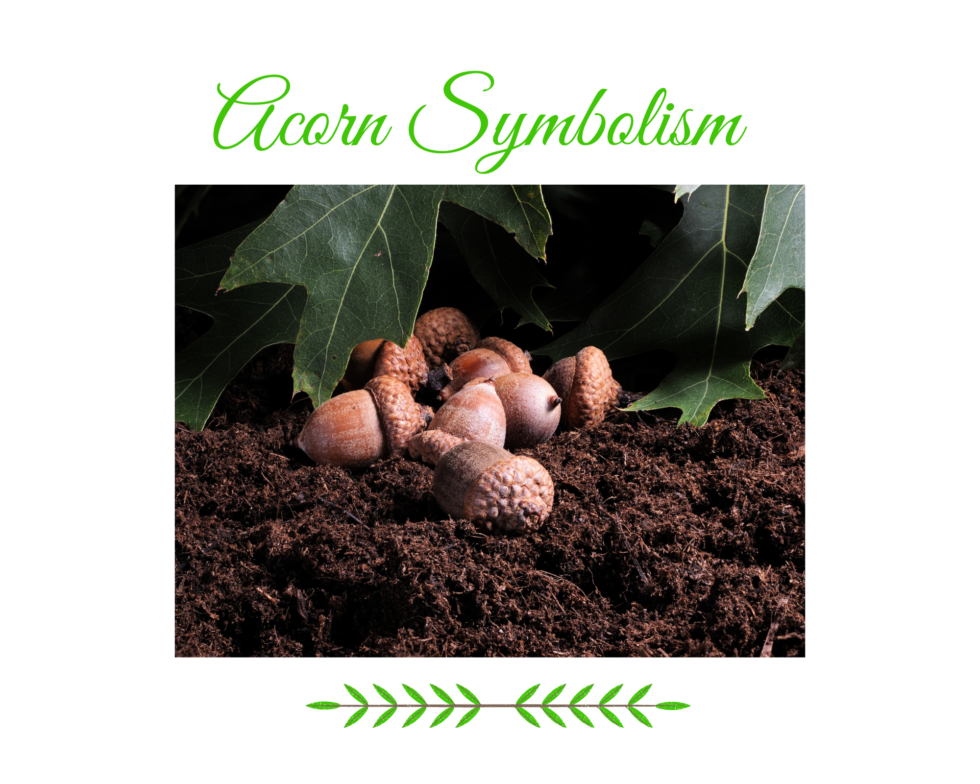 acorn meaning symbolism